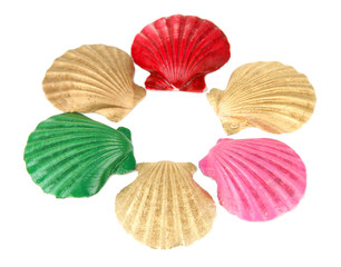 Colorful seashells, isolated on white