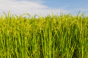 Background of green color with yellow rice paddy fields