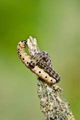 Hungrige Raupen der Pfaffenhütchen- Gespinstmotte, Lüneburger Heide, Niedersachsen, Deutschland, Europa