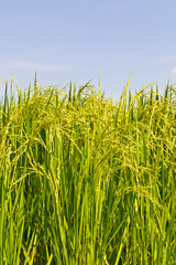Background of green color with yellow rice paddy fields