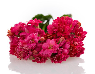 Kalanchoe blooming branch on a white background