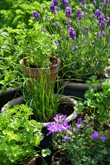 Kräutergarten in Töpfen