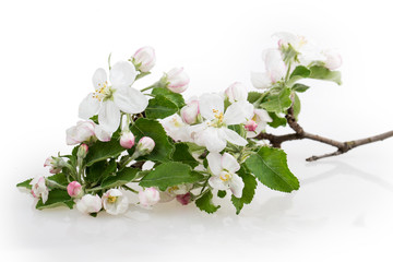 flower apple tree