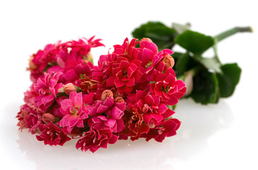 Kalanchoe blooming branch on a white background