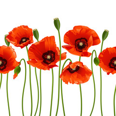 Fototapeta premium Red poppies in a row.