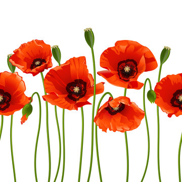 Red poppies in a row.