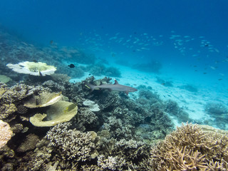 Fototapeta na wymiar Rekin i rafa koralowa