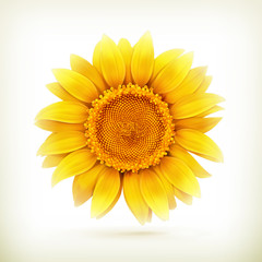 Naklejka premium Sunflower, high quality vector illustration