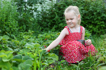 child collects berries