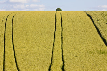 Traces des champs_3