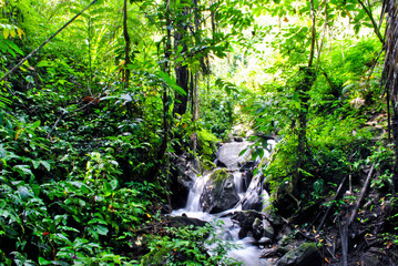 Jungle in Tentena