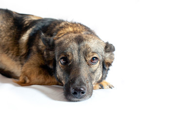 Dog with sad eyes