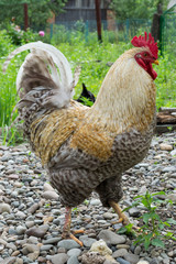 beautiful young grey cock portrait