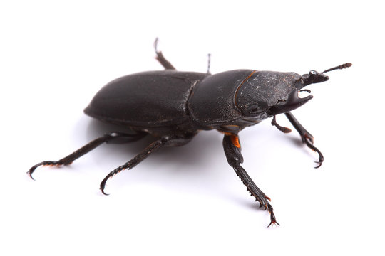 Lesser stag beetle (Dorcus parallelipipedus) on white