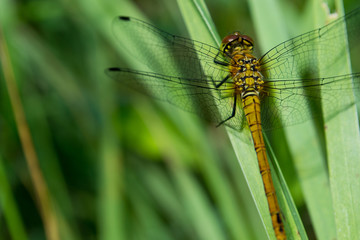 A dragonfly  Cordulia aenea  warming its wings in the early morn