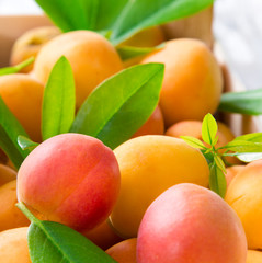 fresh apricots