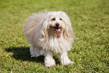 Toy Poodle Dog Portrait in the Park