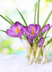 Fototapeta na wymiar Beautiful purple crocuses on snow, on green background