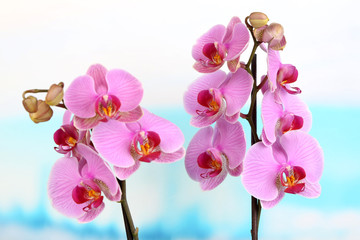 Naklejka na ściany i meble Gentle beautiful orchid on natural background