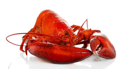 Red lobster isolated on white