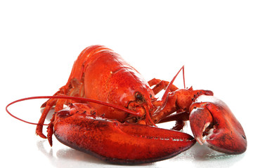 Red lobster isolated on white
