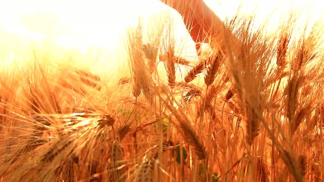 Hands of young woman touching ripe barley.