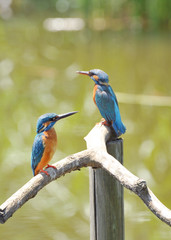 翡翠のカップル