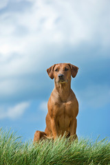 Beautiful dog rhodesian ridgeback puppy sitting in sand grass
