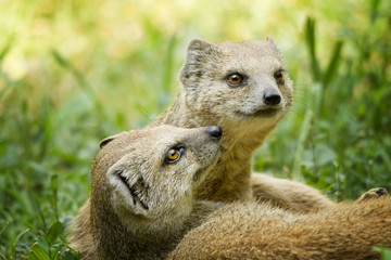 Fototapeta premium Mongoose in love