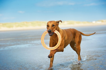 Active athletic dog puppy running at the sea with a frisbee