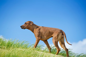 Beautiful dog rhodesian ridgeback puppy active play in sand gras