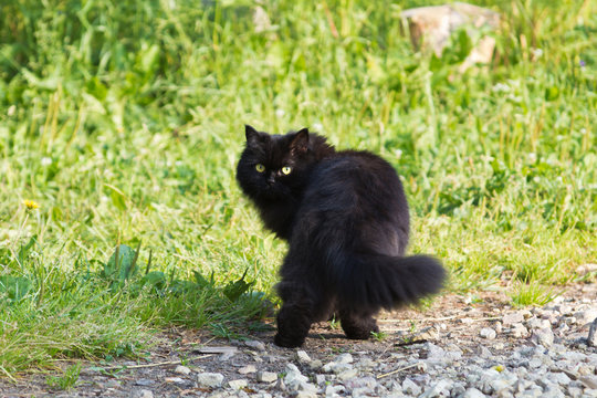 long-haired black cat