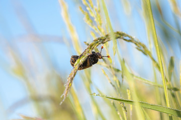 cockchafer