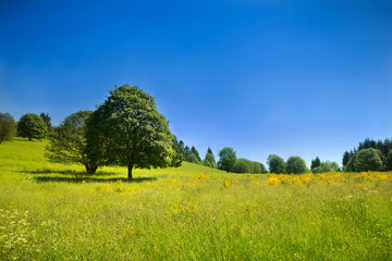 Idyllische ländliche Szene mit grüner Wiese und blauem Himmel