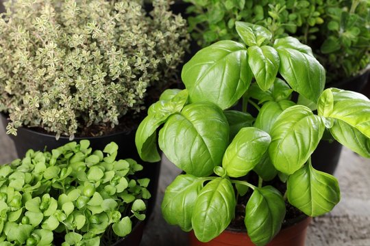 Basil and thyme in flower pots.