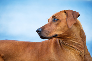 Dog resting on the beach