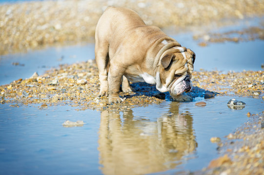Dog english bulldog looking at his reflection in the sea