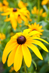 Rudbeckia hirta in the garden