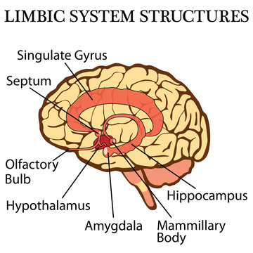 Brain's limbic system