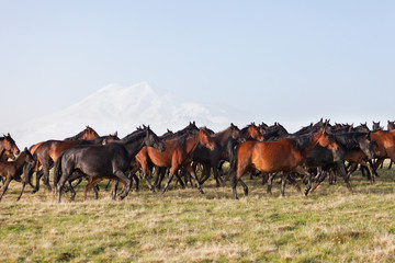 Fototapeta premium Herd of horses on a summer pasture. Elbrus, Caucasus