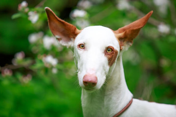 Obraz premium dog with apple-tree blossoms