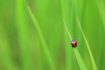 テントウムシ