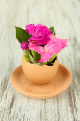 Flowers growing from egg shell, on wooden background