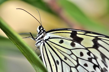 White Tree Nymph