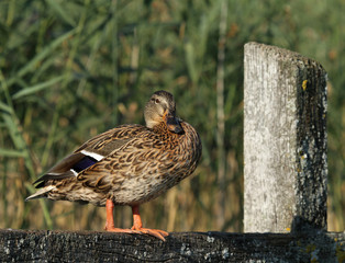 oiseau de profil © Arnaud LATHUILLE