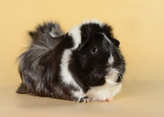 guinea pig