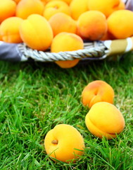panier d'abricots dans l'herbe