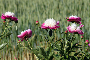 peonie © tommicris