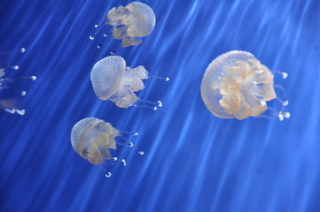 Aquarium © dade80