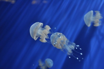 Aquarium